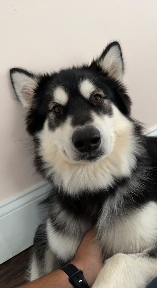 Kal, a fluffy black and white dog, looking at the camera