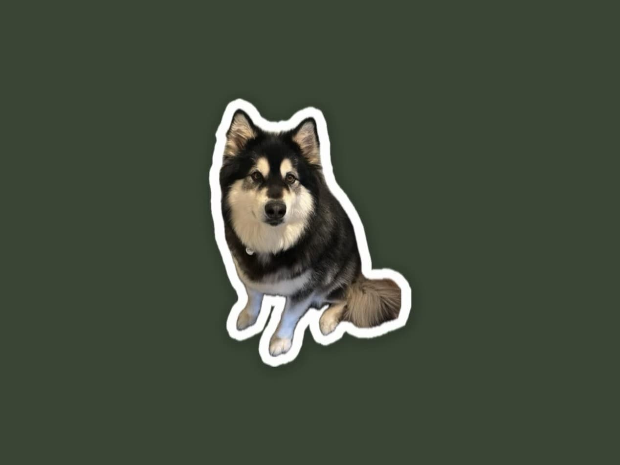 Kal, a black and white dog, lifted out of a photo as a sticker with a white outline